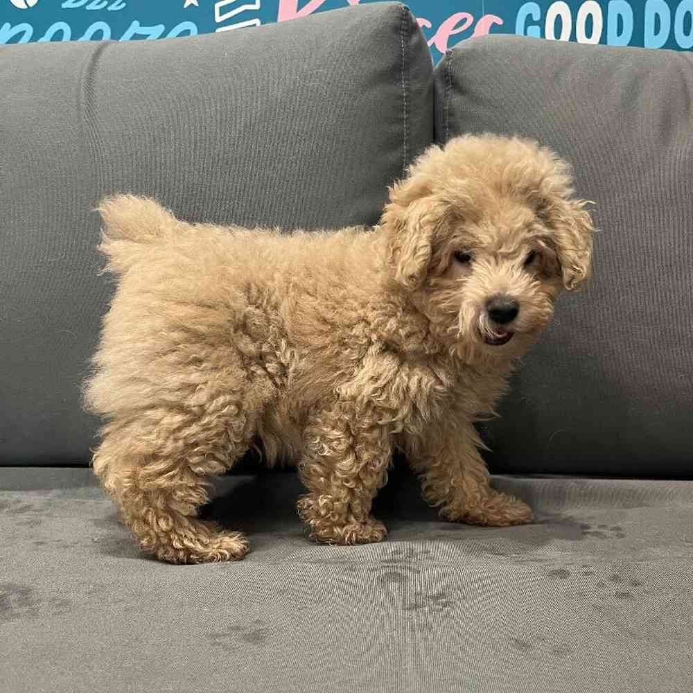 Male Poodle Toy Puppy for Sale in Charlotte, NC