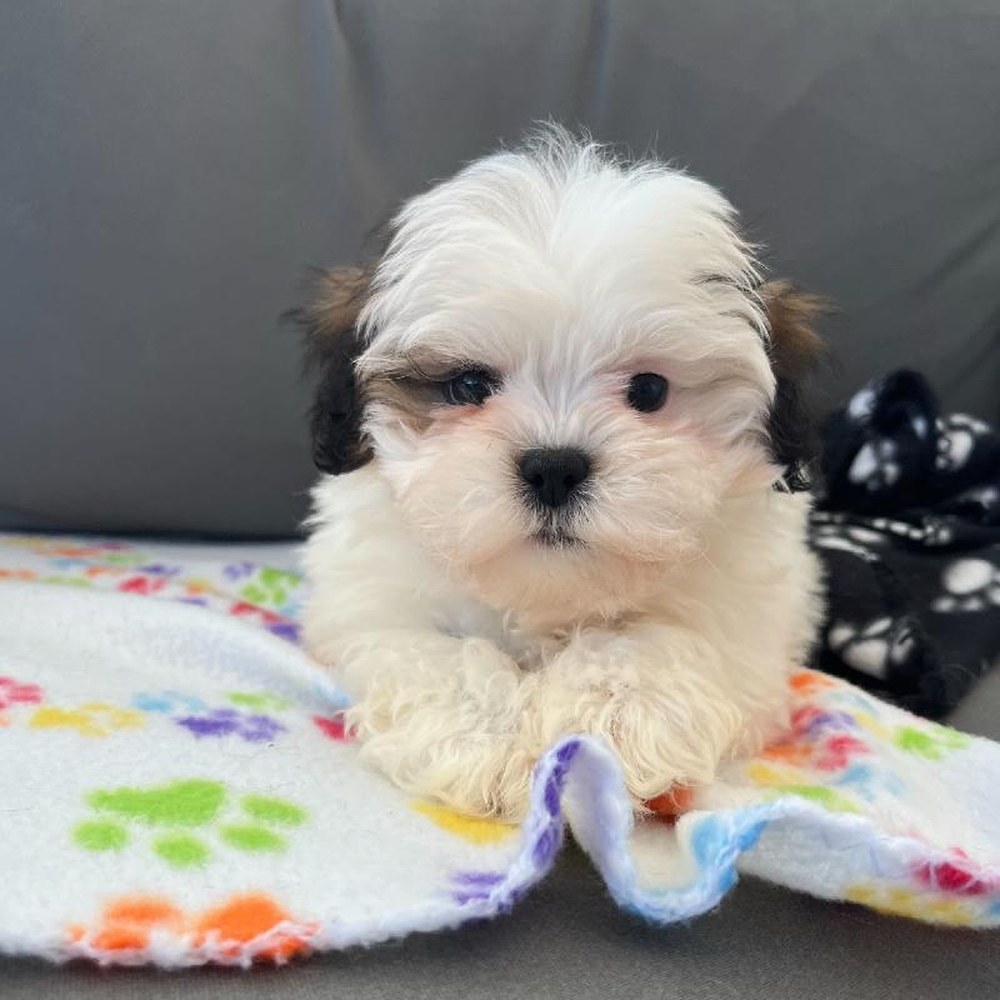 Female Shipoo Puppy for Sale in Charlotte, NC