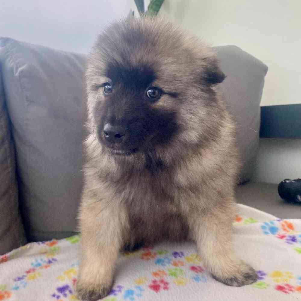 Female Keeshond Puppy for Sale in Charlotte, NC