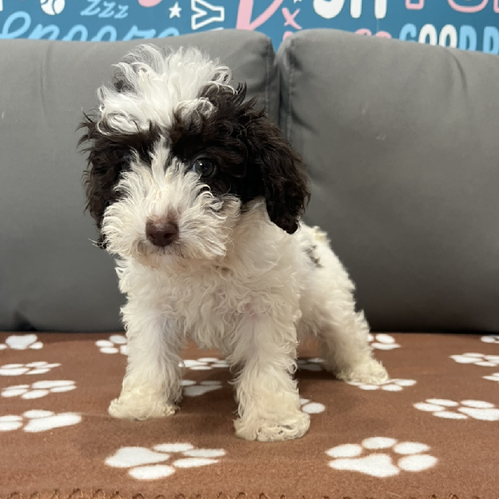 Female Mini Poodle Puppy for Sale in Charlotte, NC