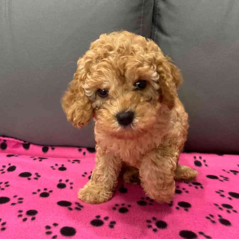 Female Cavapoo Puppy for Sale in Charlotte, NC