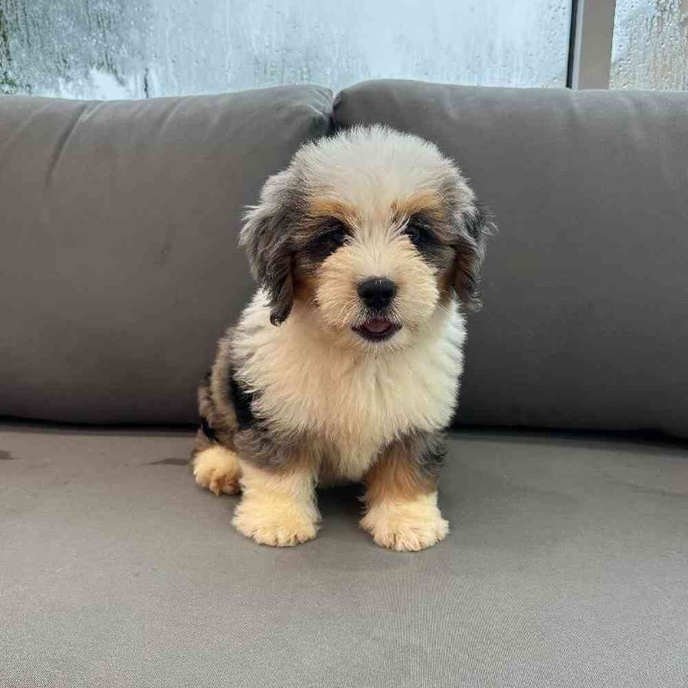 Male Mini Bernedoodle Puppy for Sale in Charlotte, NC