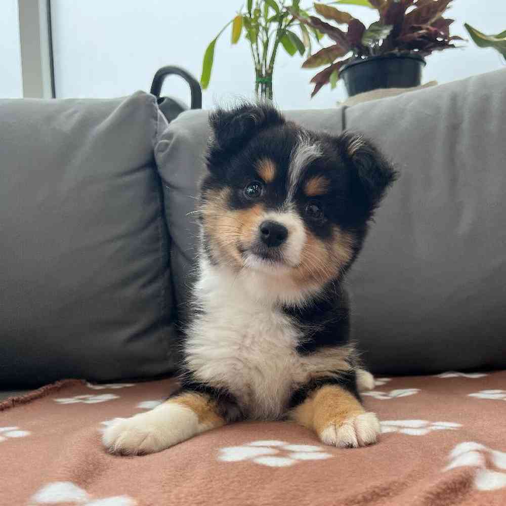 Female Mini Aussie Puppy for Sale in Charlotte, NC