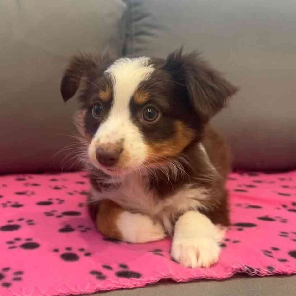 Female Mini Aussie Puppy for Sale in Charlotte, NC