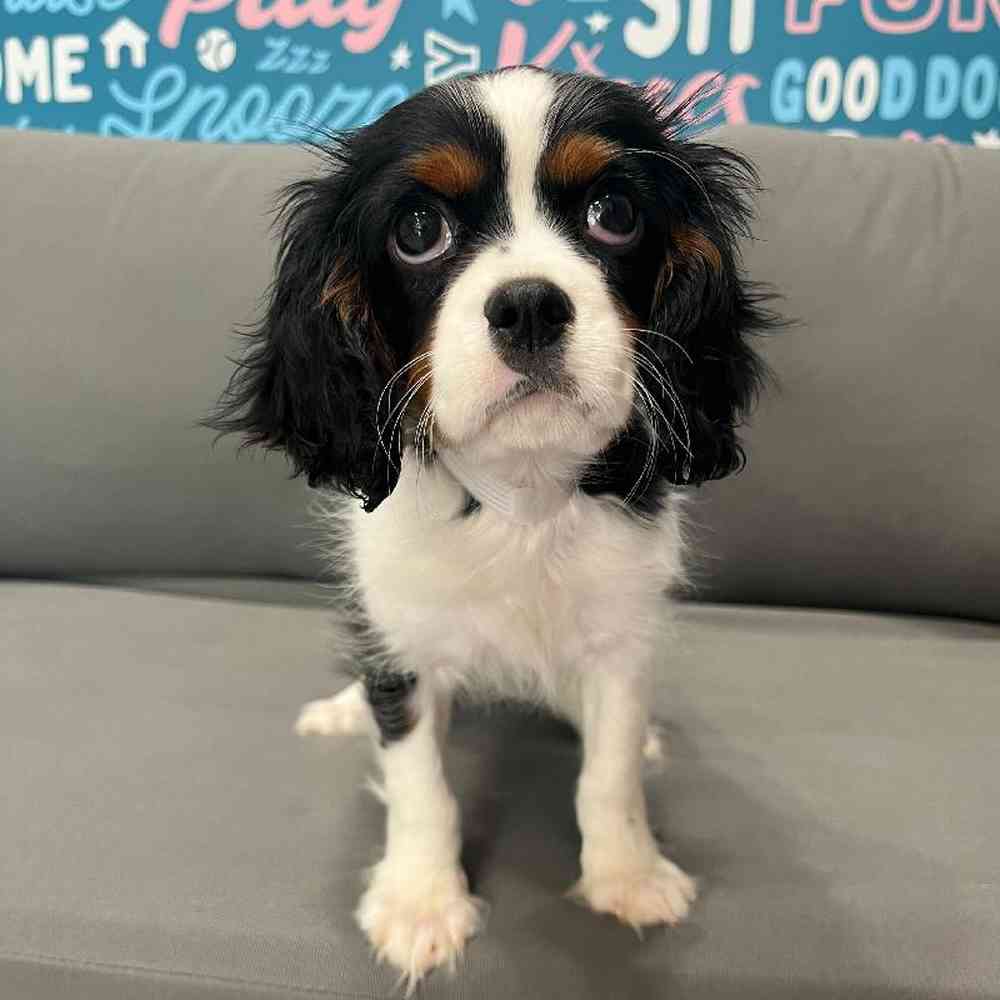 Male Cavalier King Charles Spaniel Puppy for Sale in Charlotte, NC