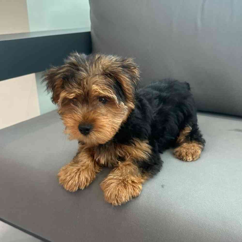 Male Yorkie Puppy for Sale in Charlotte, NC