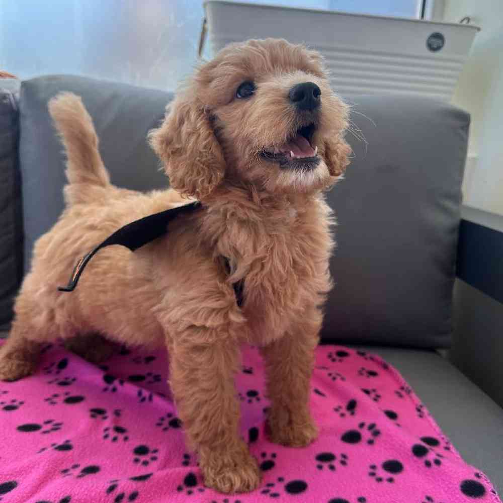 Female Mini Goldendoodle Puppy for Sale in Charlotte, NC