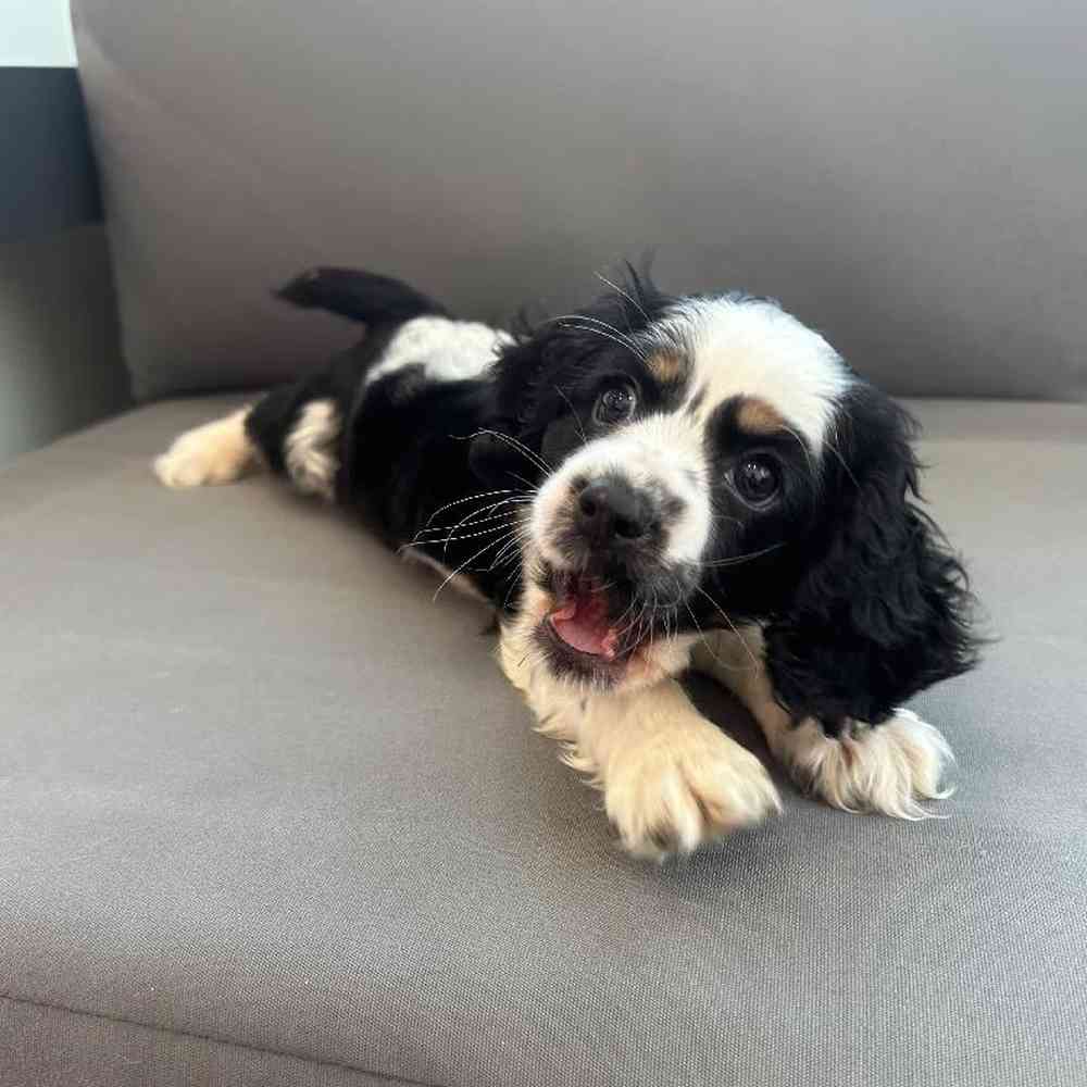 Male Cocker Spaniel Puppy for Sale in Charlotte, NC