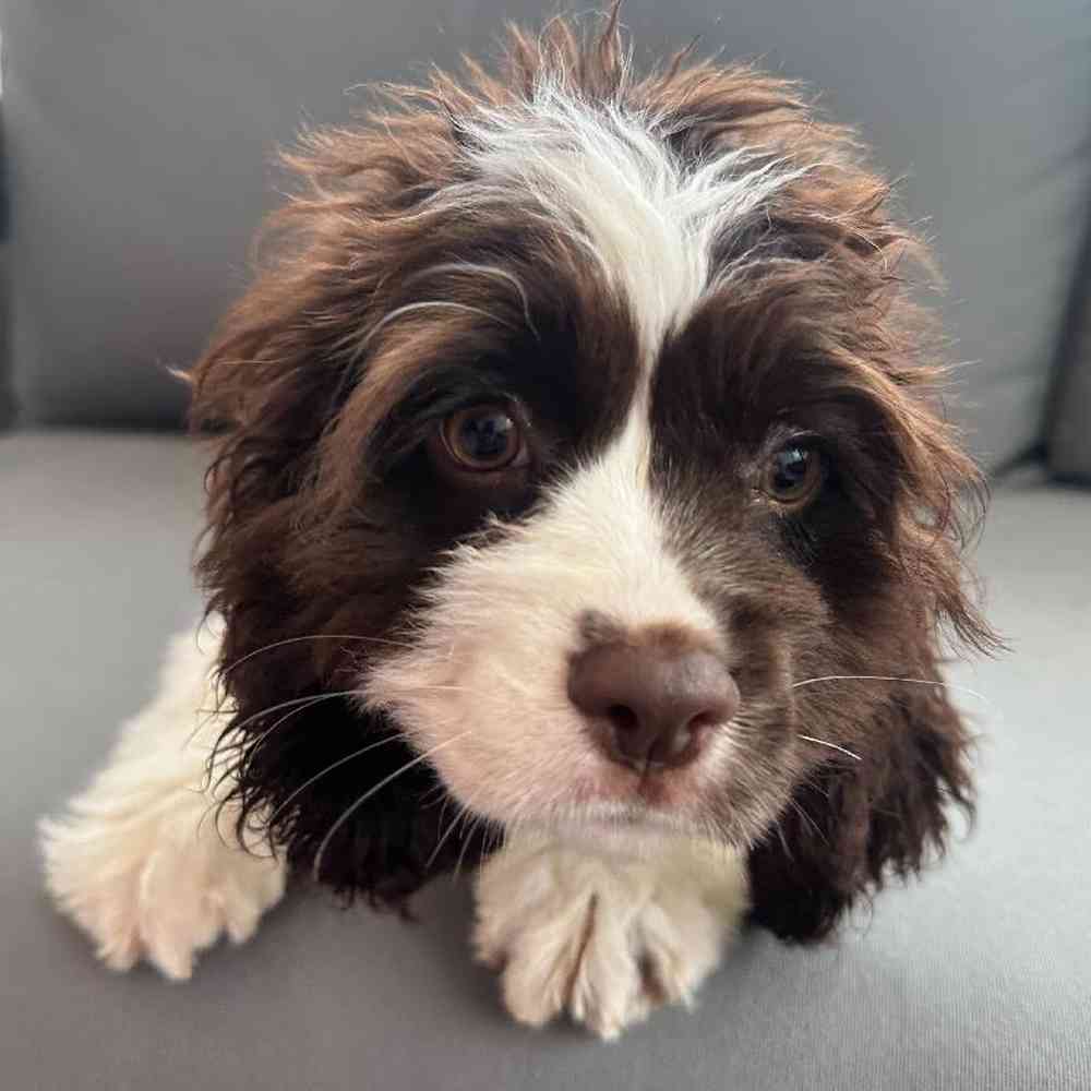 Female Cocker Spaniel Puppy for Sale in Charlotte, NC