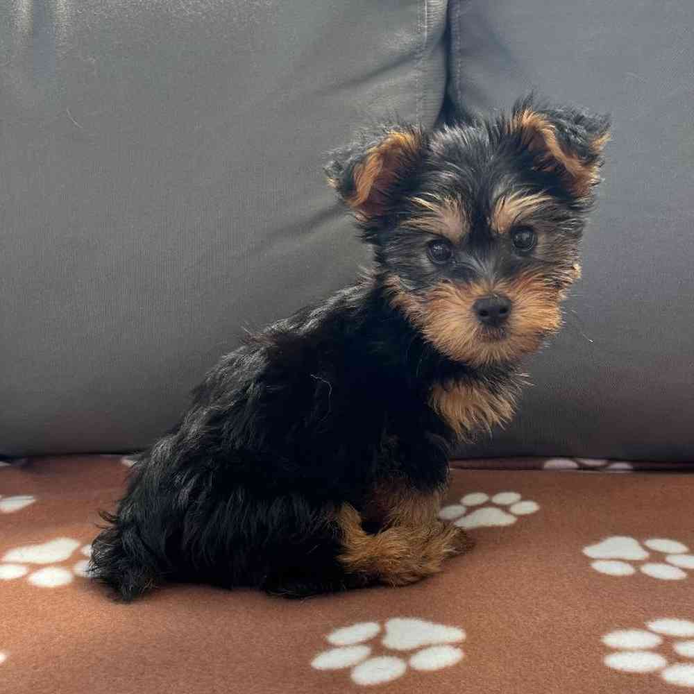 Male Yorkie Puppy for Sale in Charlotte, NC