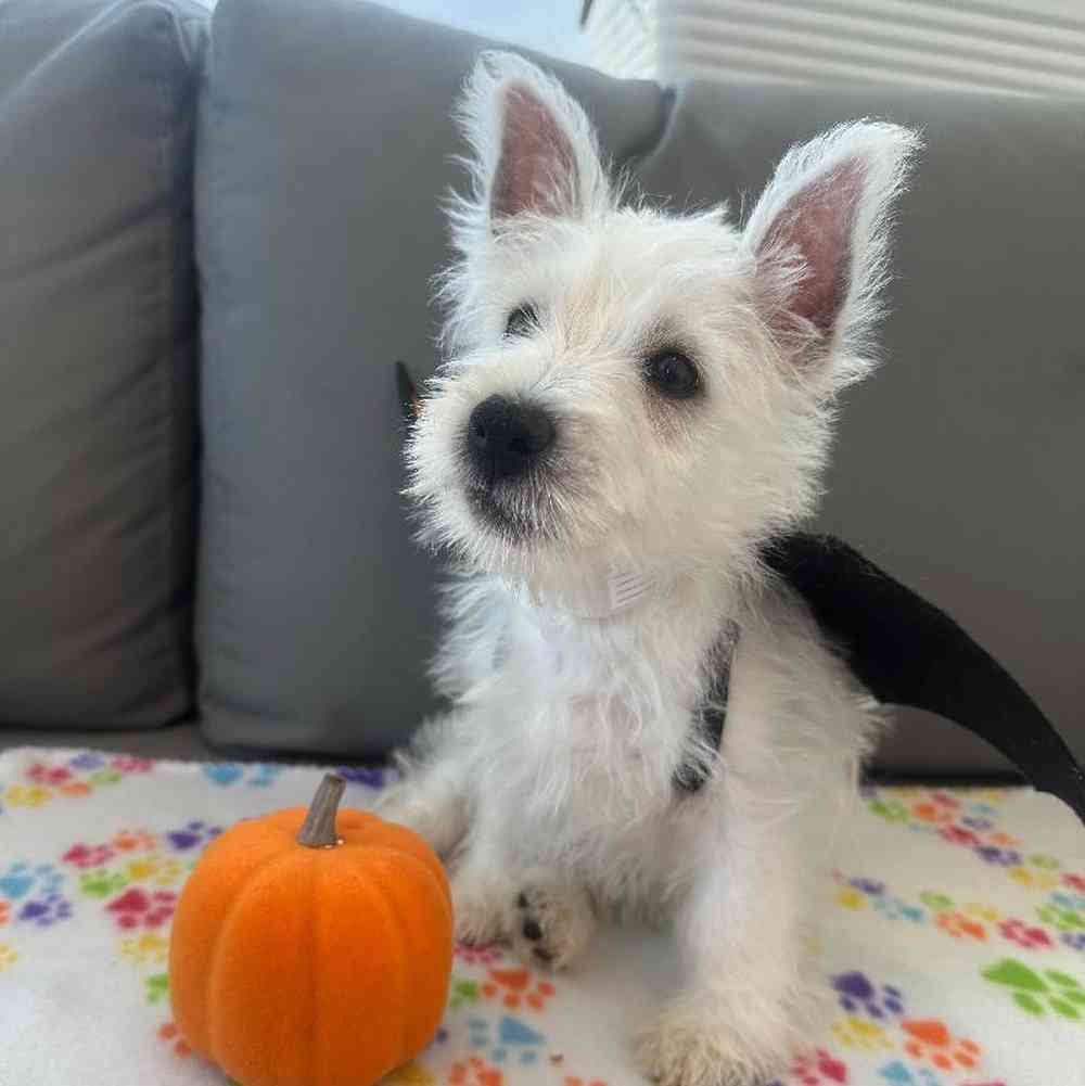 Male West Highland White Terrier Puppy for Sale in Charlotte, NC