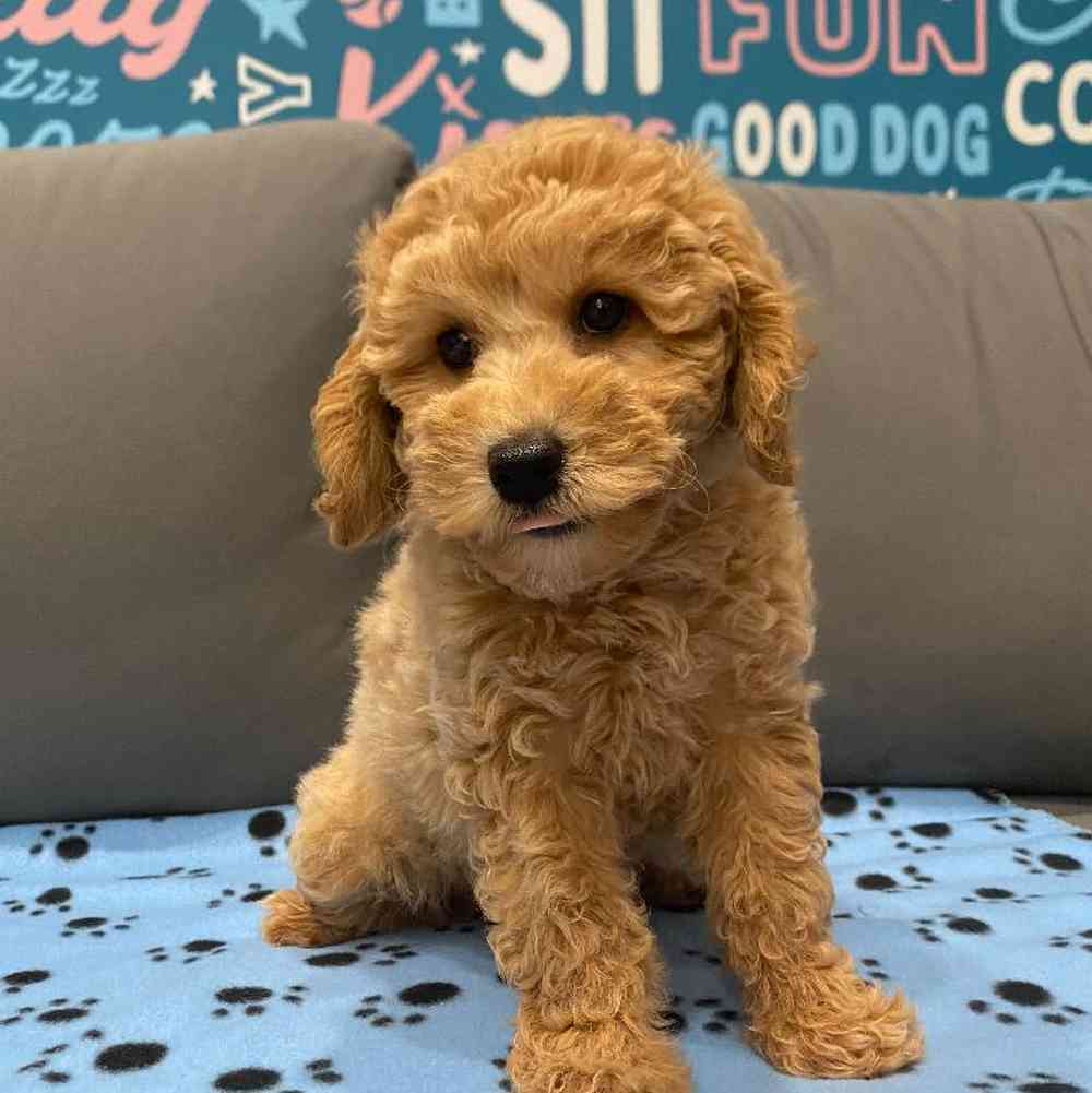 Female Mini Goldendoodle 2nd Gen Puppy for Sale in Charlotte, NC