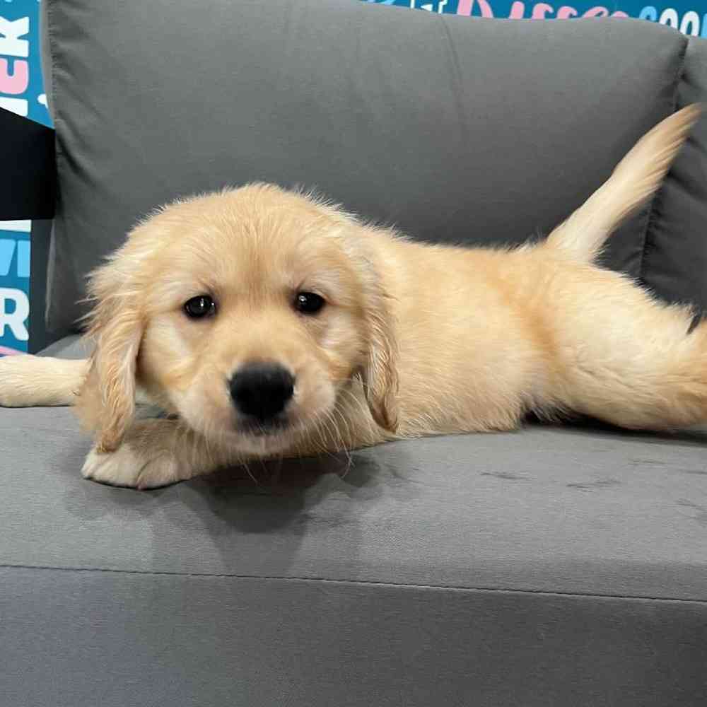 Female Golden Retriever Puppy for Sale in Charlotte, NC