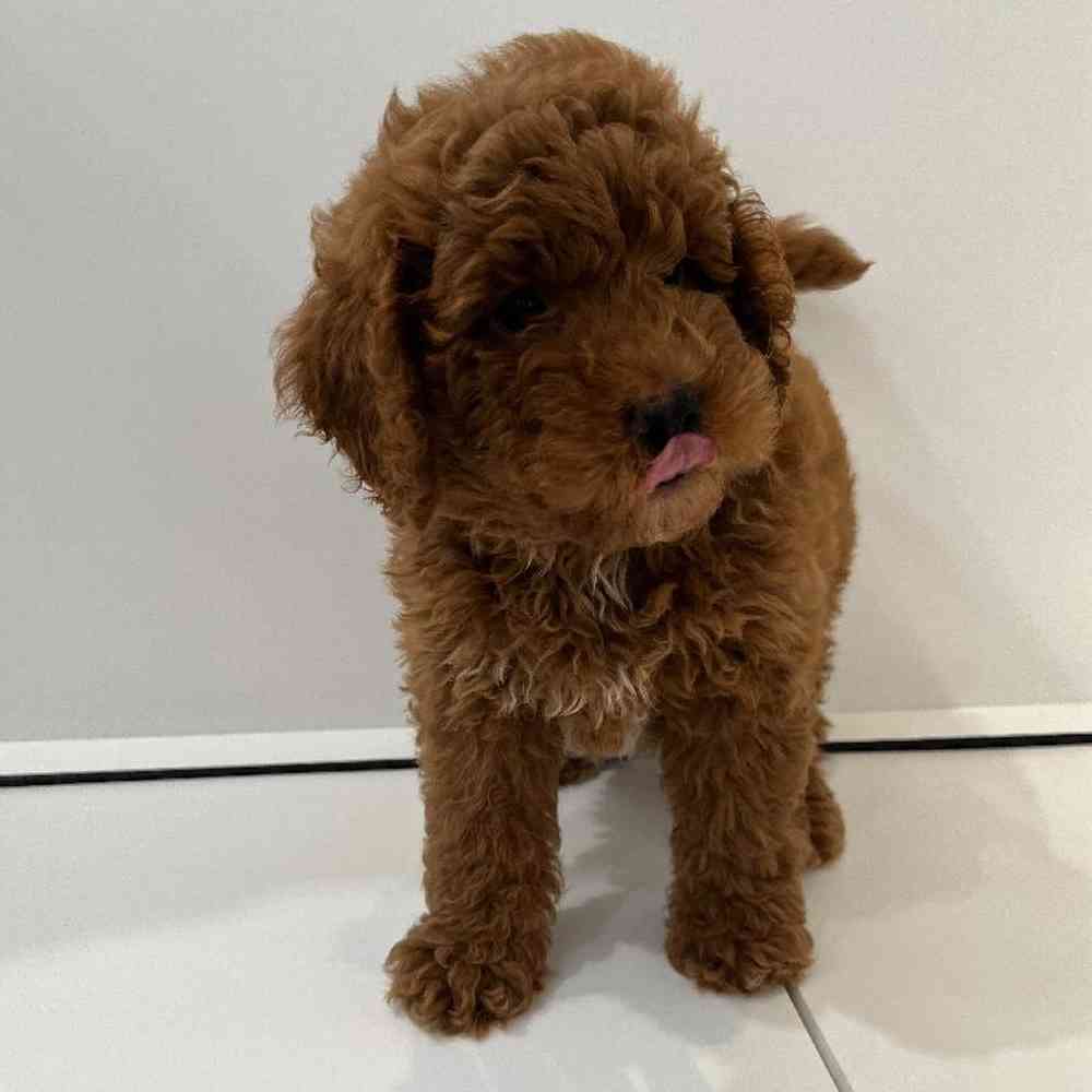 Male Mini Goldendoodle 2nd Gen Puppy for Sale in Charlotte, NC