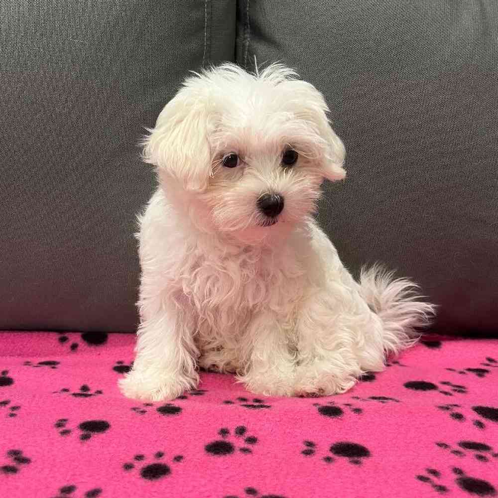 Female Maltese Puppy for Sale in Charlotte, NC