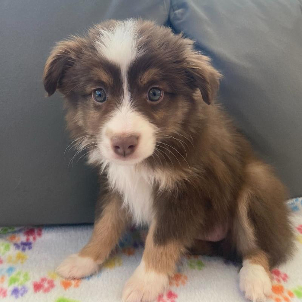 Female Mini Aussie Puppy for Sale in Charlotte, NC