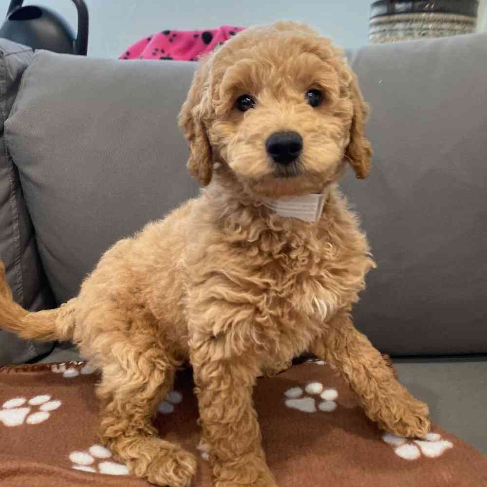 Male Mini Goldendoodle 2nd Gen Puppy for Sale in Charlotte, NC