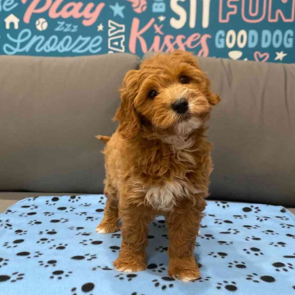 Female Mini Goldendoodle 2nd Gen Puppy for Sale in Charlotte, NC