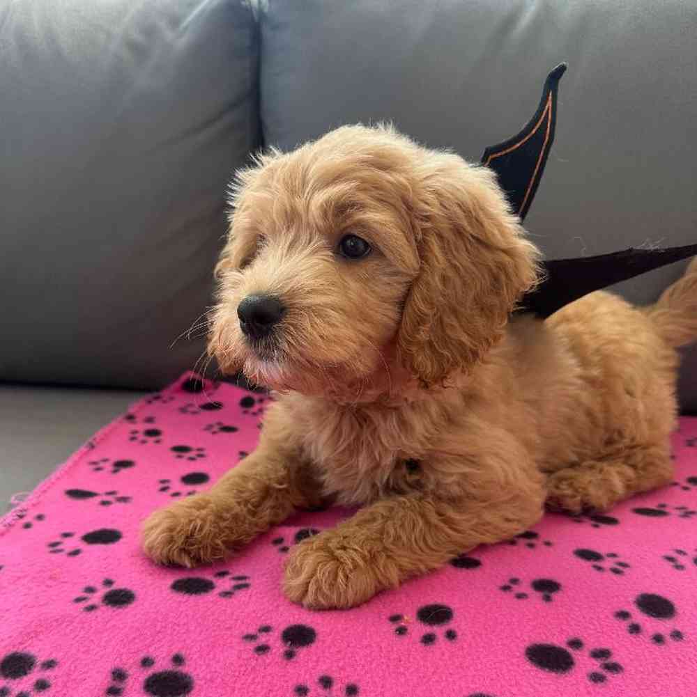 Female Mini Goldendoodle Puppy for Sale in Charlotte, NC