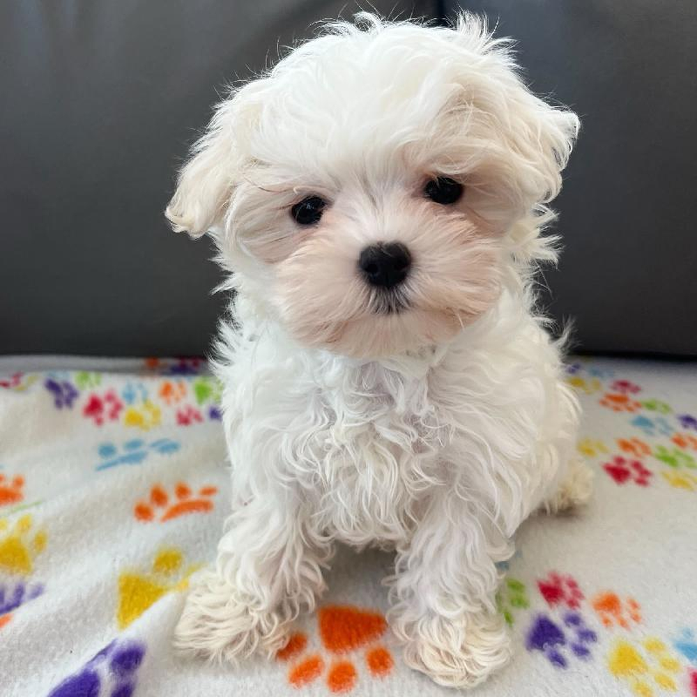 Female Maltese Puppy for Sale in Charlotte, NC