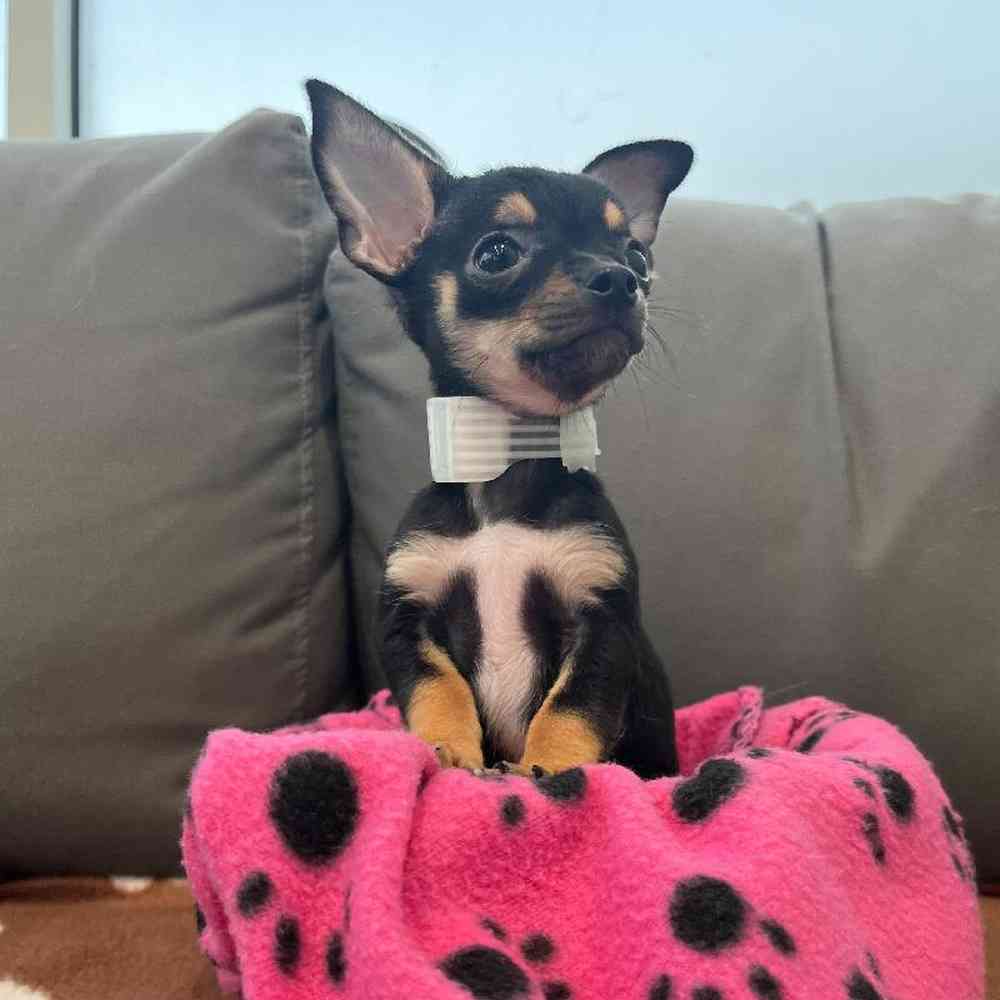 Male Chihuahua Puppy for Sale in Charlotte, NC