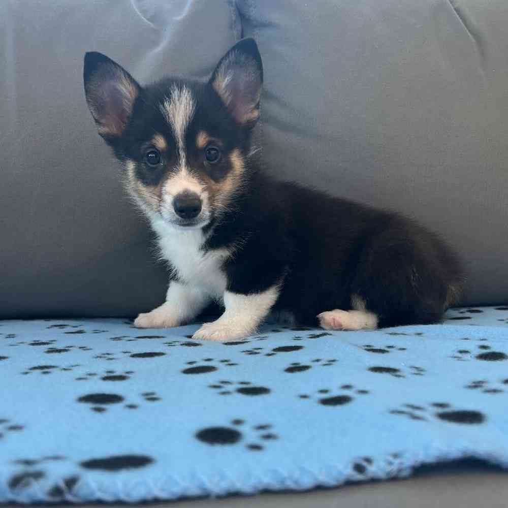 Male Pembroke Welsh Corgi Puppy for Sale in Charlotte, NC