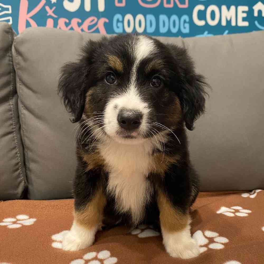 Male Mini Aussie Puppy for Sale in Charlotte, NC