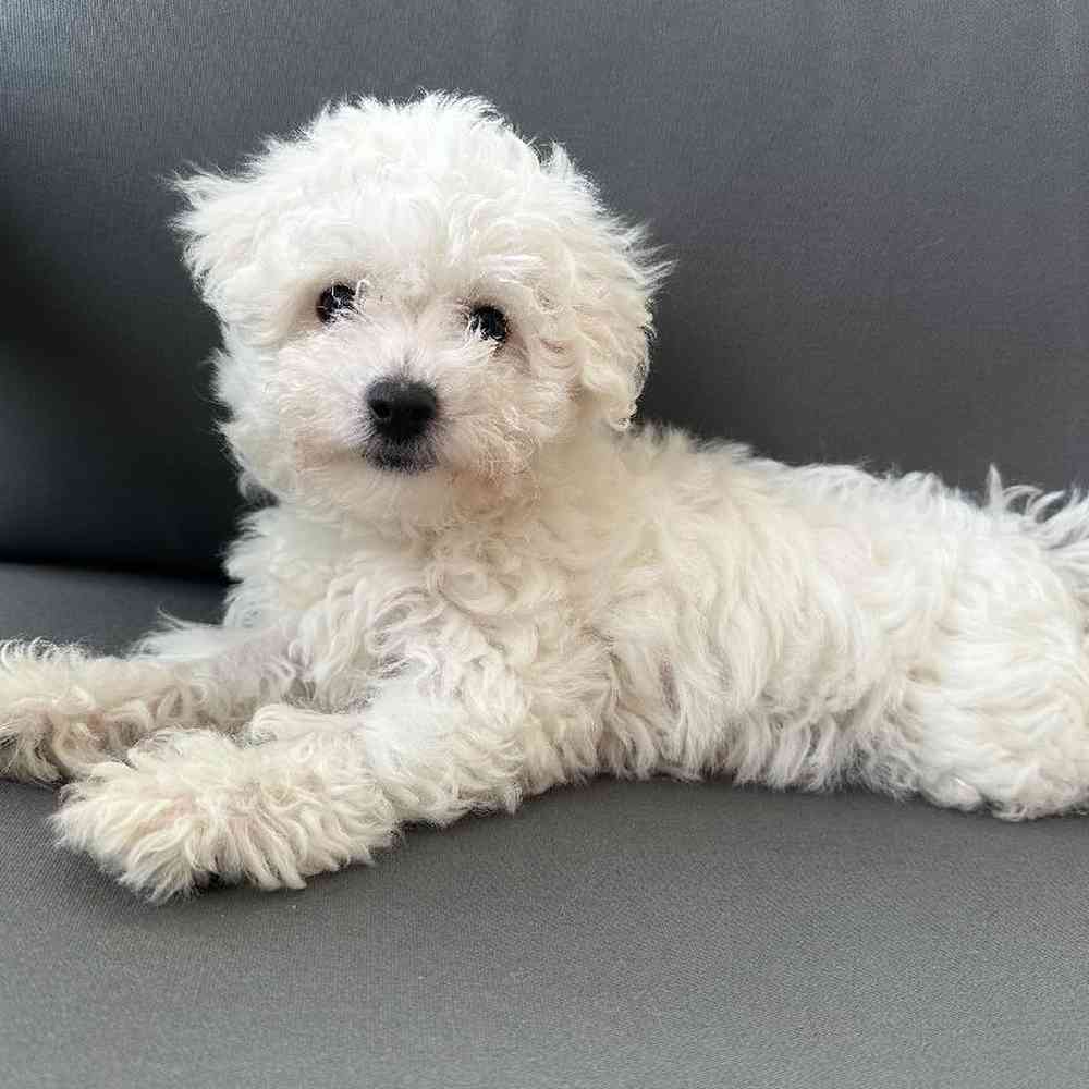 Female Bichon Puppy for Sale in Charlotte, NC