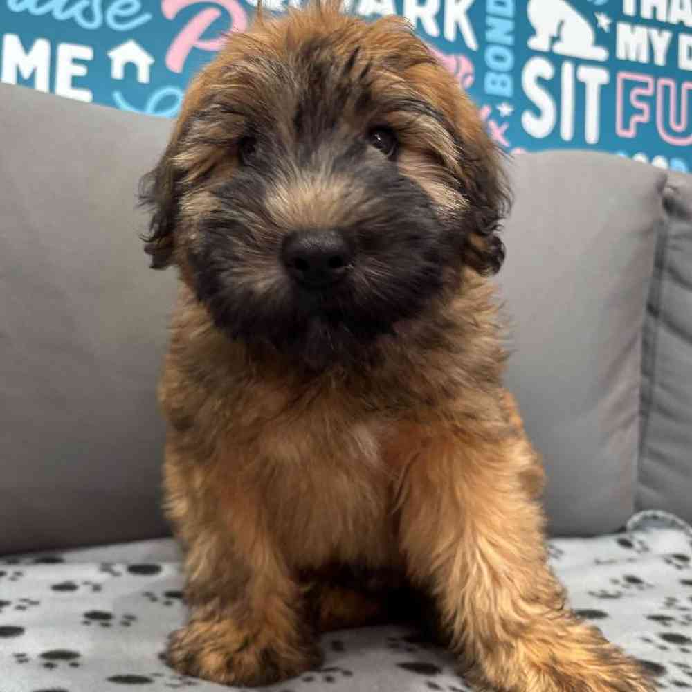 Male Soft Coated Wheaten Terrier Puppy for Sale in Charlotte, NC