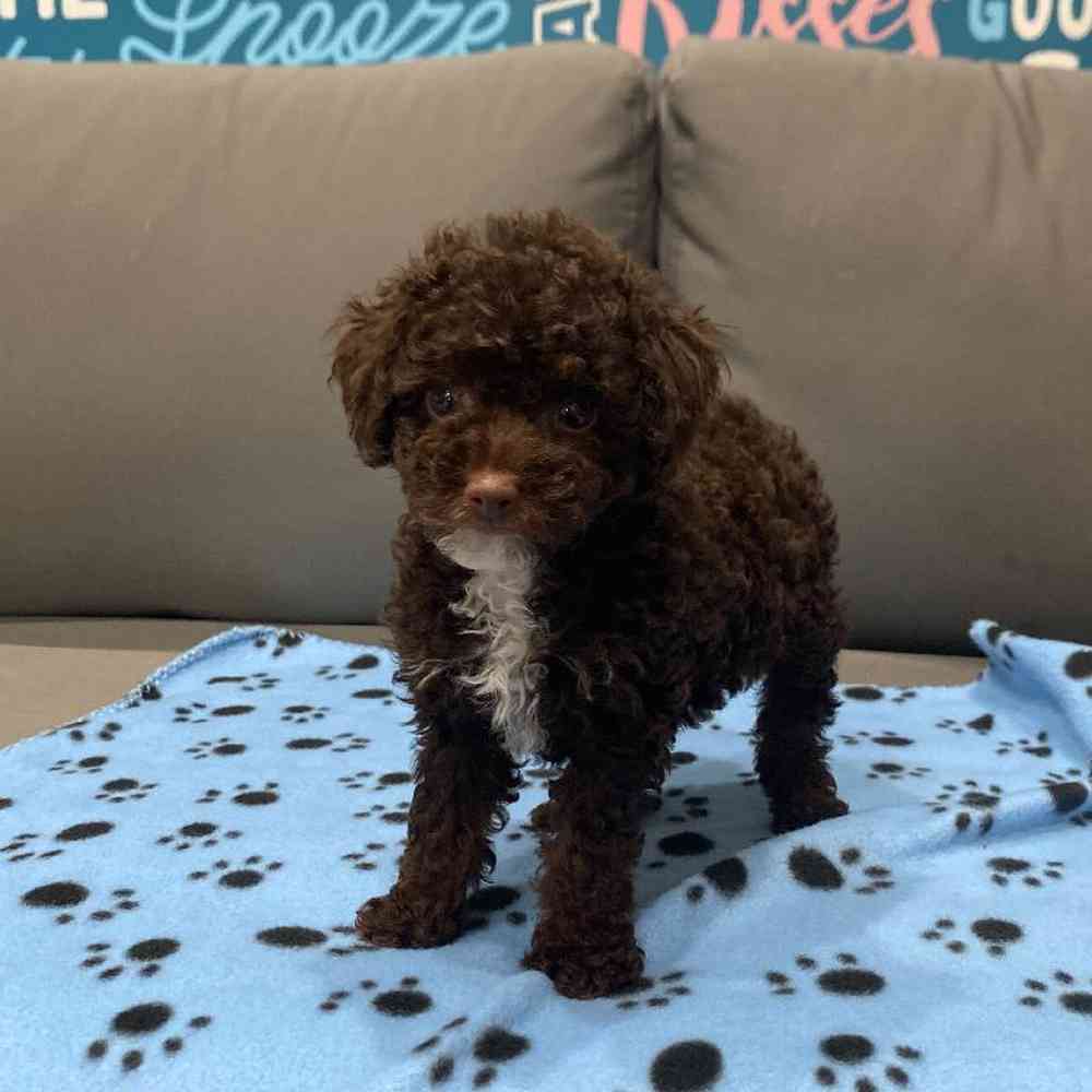 Female Poodle Puppy for Sale in Charlotte, NC