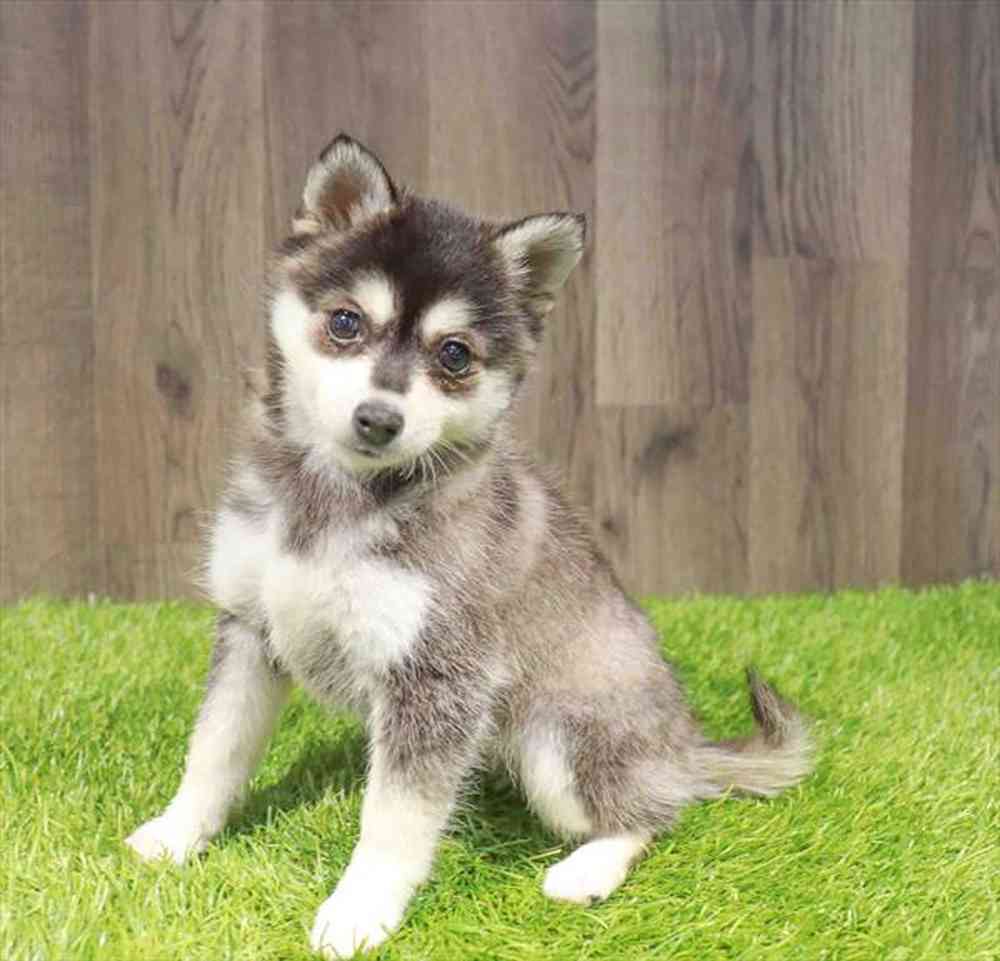 Alaskan Klee Kai image