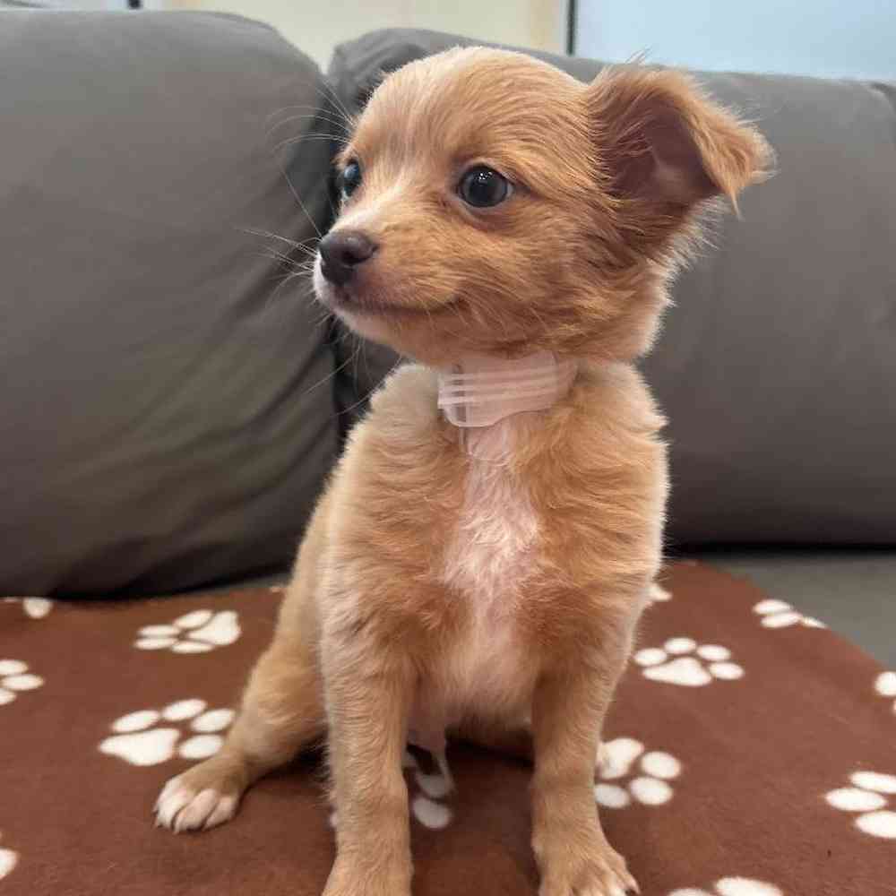 Male Chihuahua Puppy for Sale in Charlotte, NC