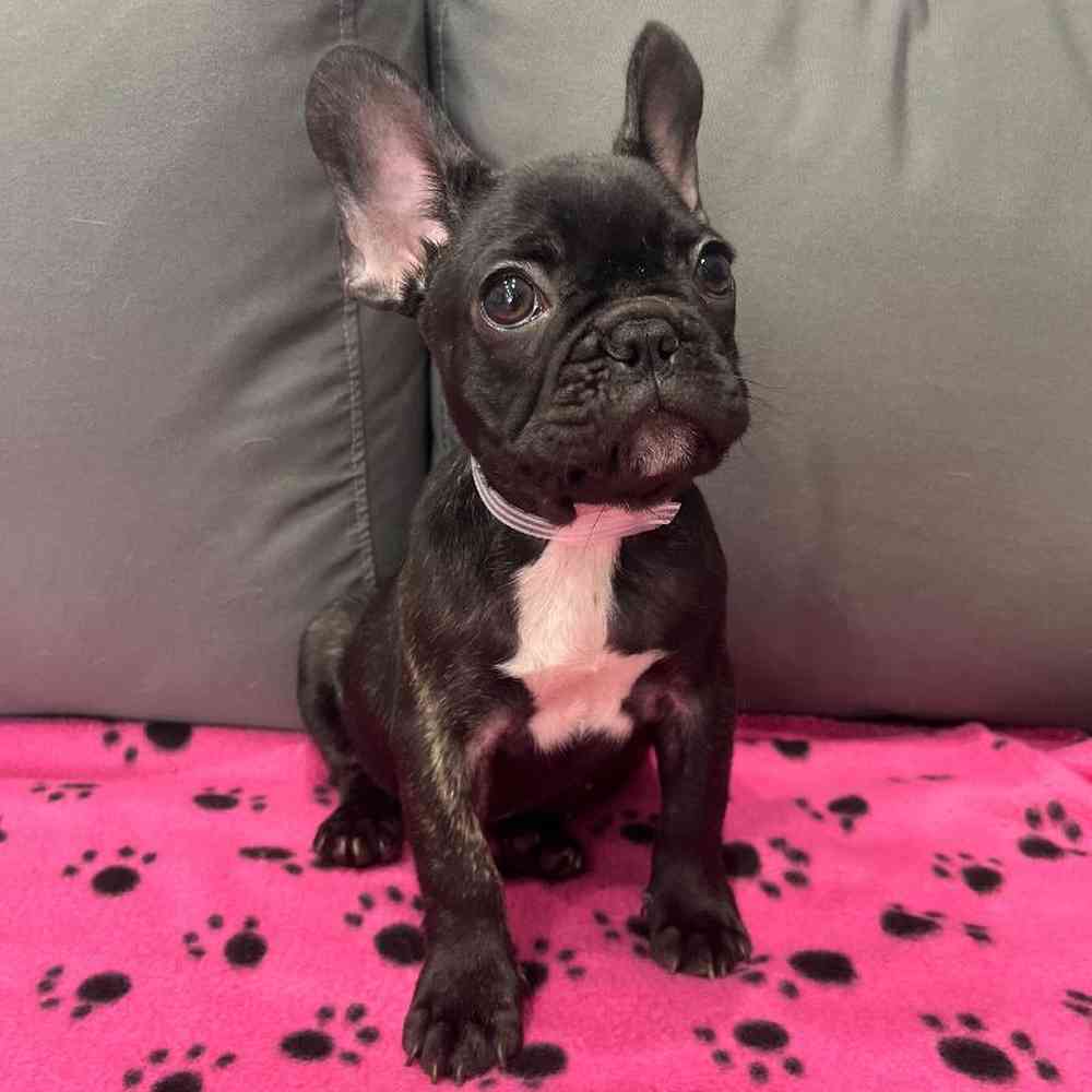 Female French Bulldog Puppy for Sale in Charlotte, NC