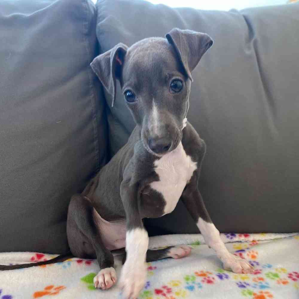 Male Italian Greyhound Puppy for Sale in Charlotte, NC