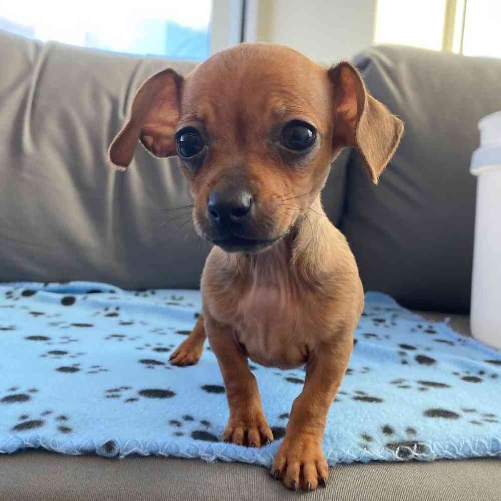 Female Chiweenie Puppy for Sale in Charlotte, NC