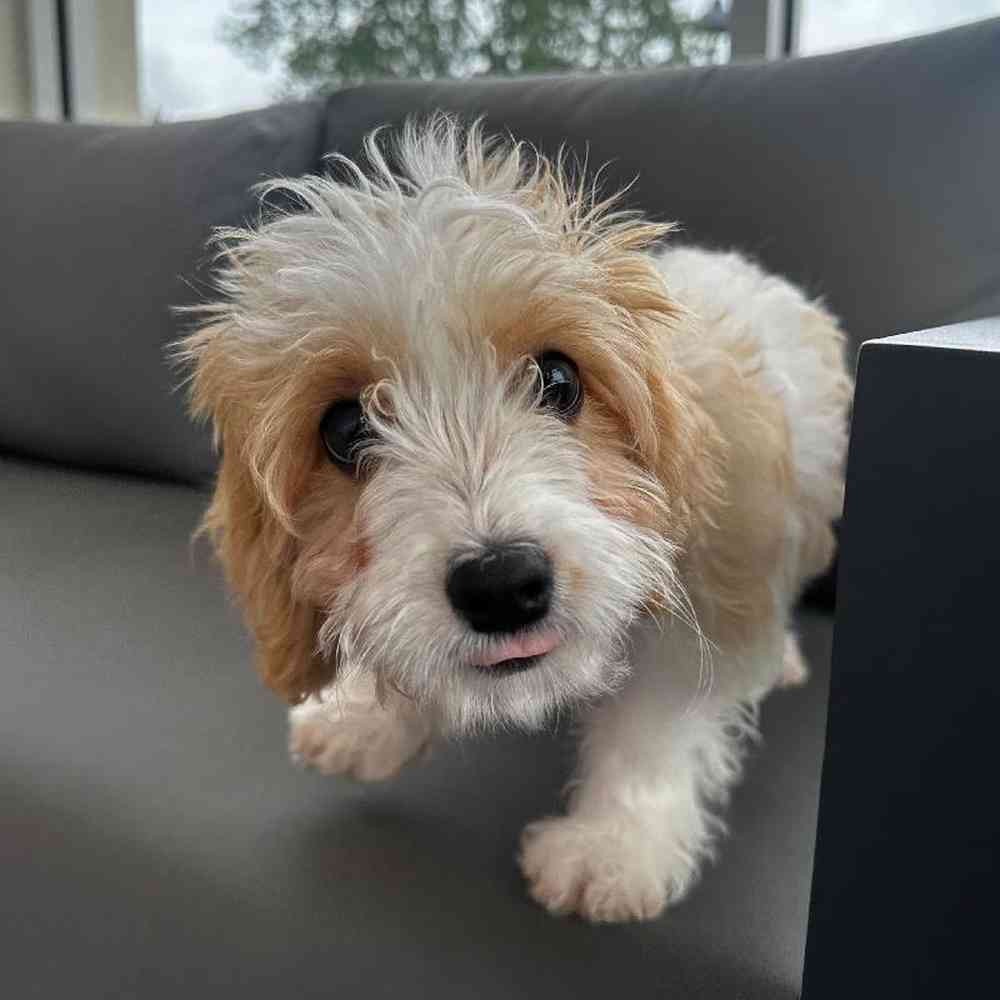 Male Cavachon Puppy for Sale in Charlotte, NC