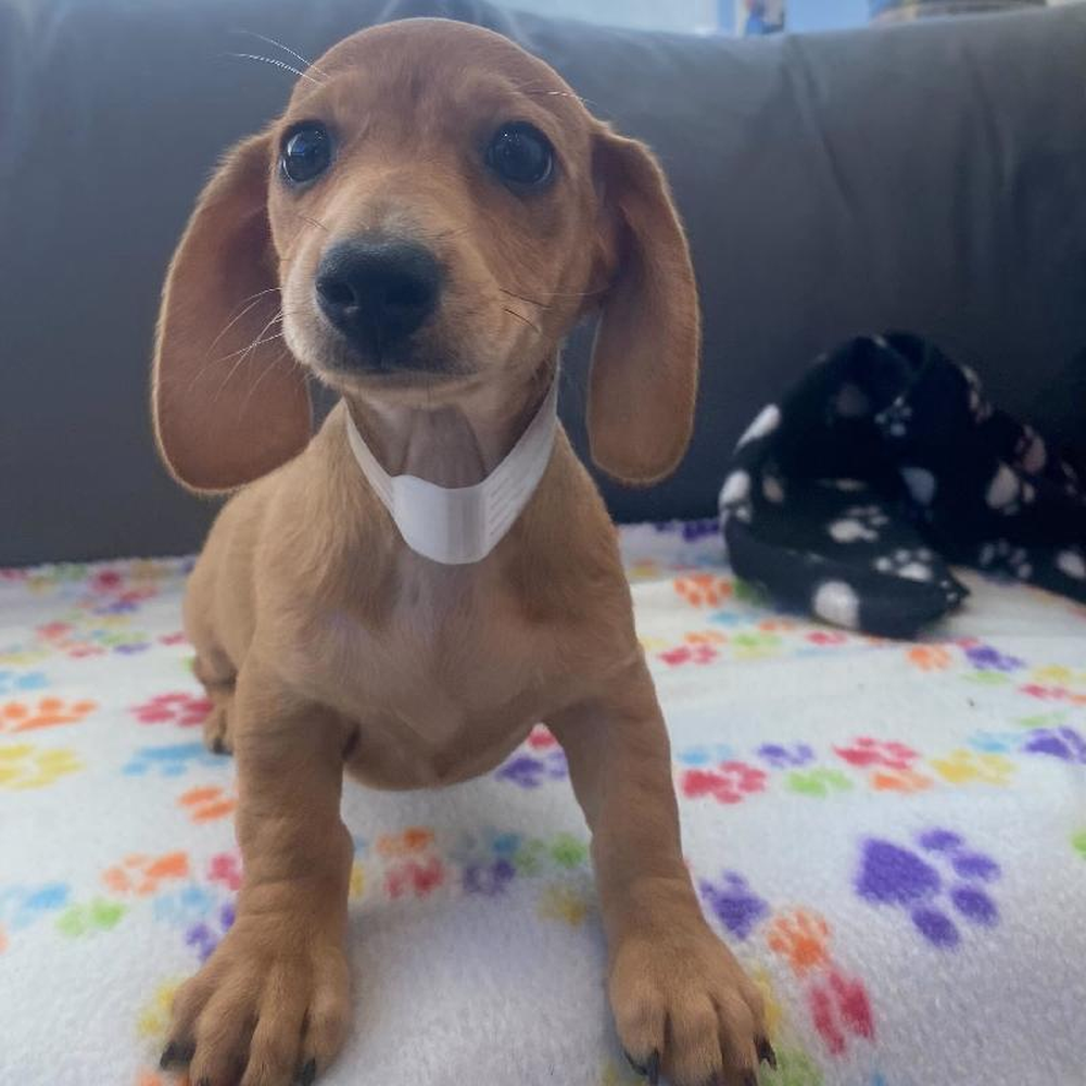 Female Dachshund Puppy for Sale in Charlotte, NC