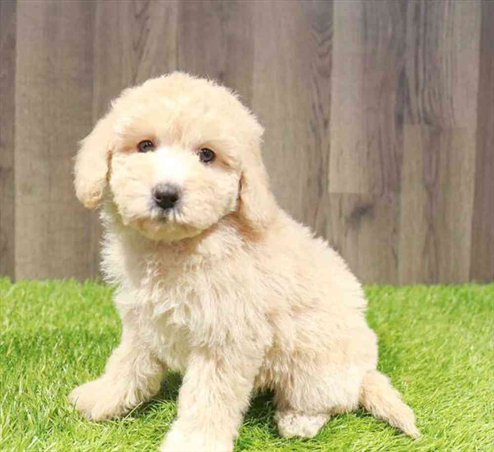 Mini Goldendoodle 2nd Gen image