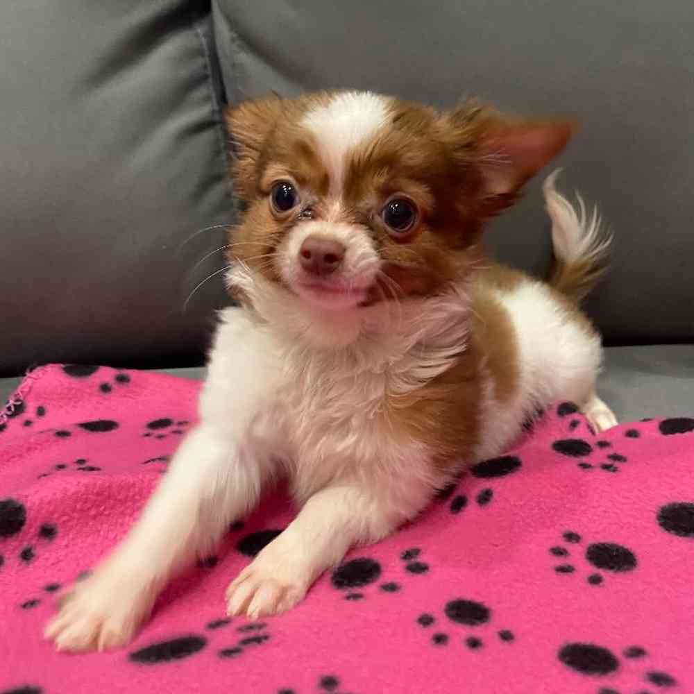 Male Chihuahua Puppy for Sale in Charlotte, NC