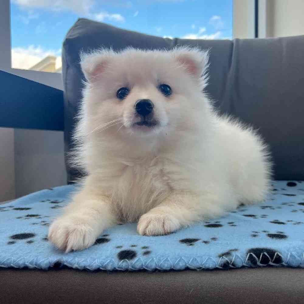 Male American Eskimo Puppy for Sale in Charlotte, NC