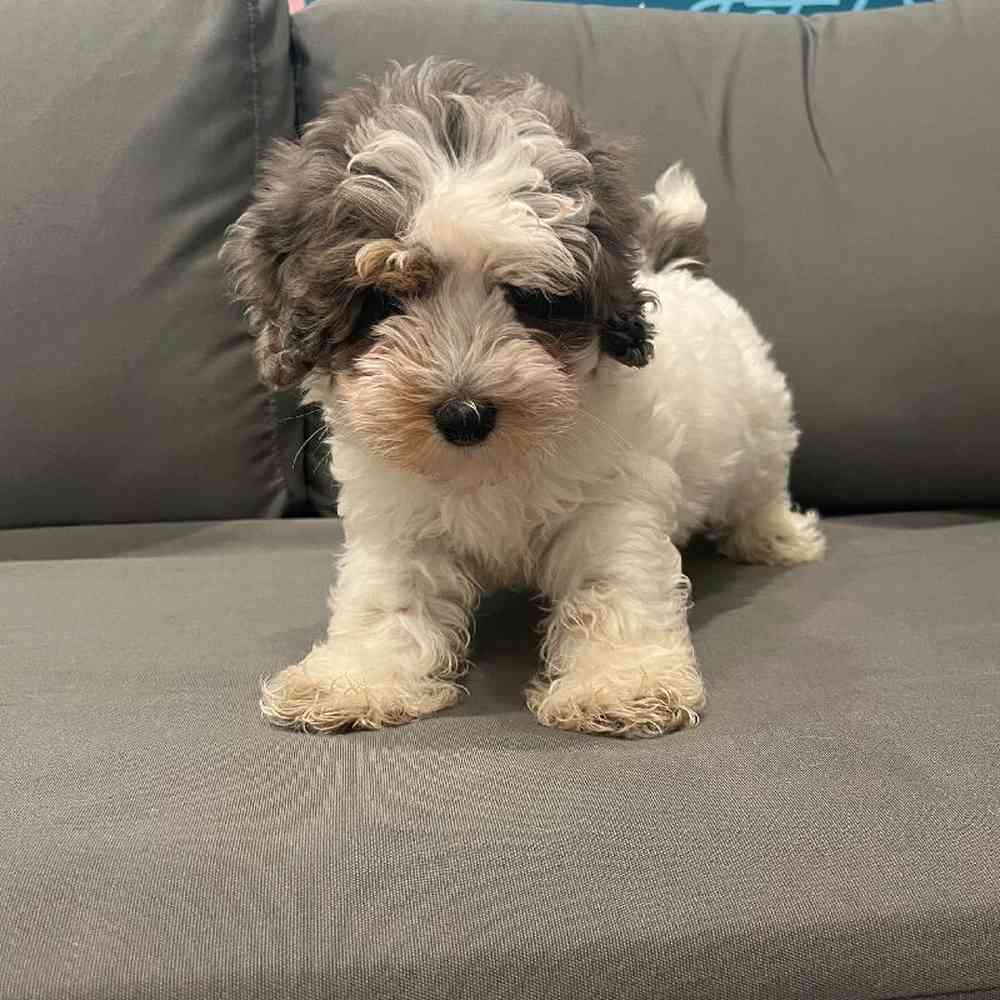 Male Schnoodle Puppy for Sale in Charlotte, NC