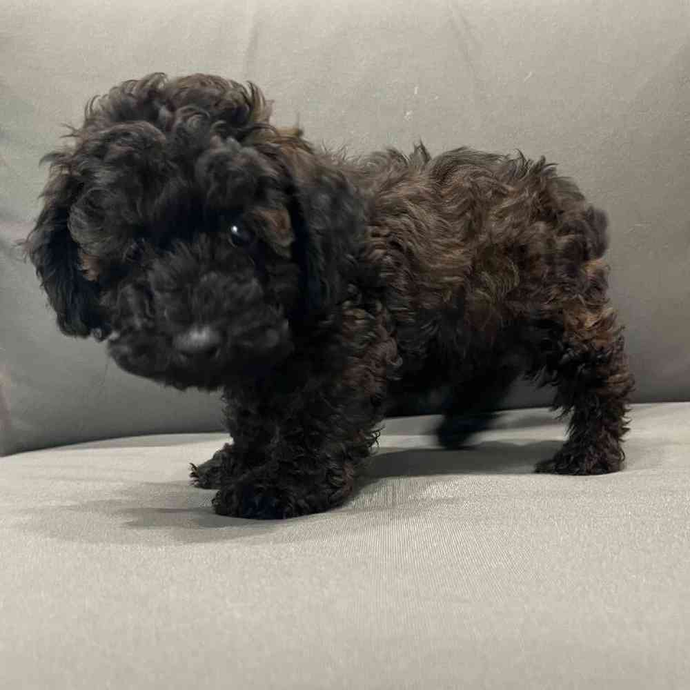 Male Poodle Puppy for Sale in Charlotte, NC