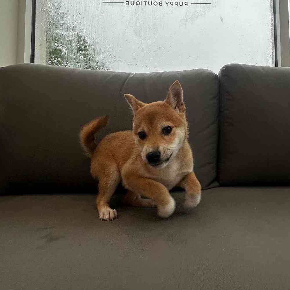 Male Shiba Inu Puppy for Sale in Charlotte, NC