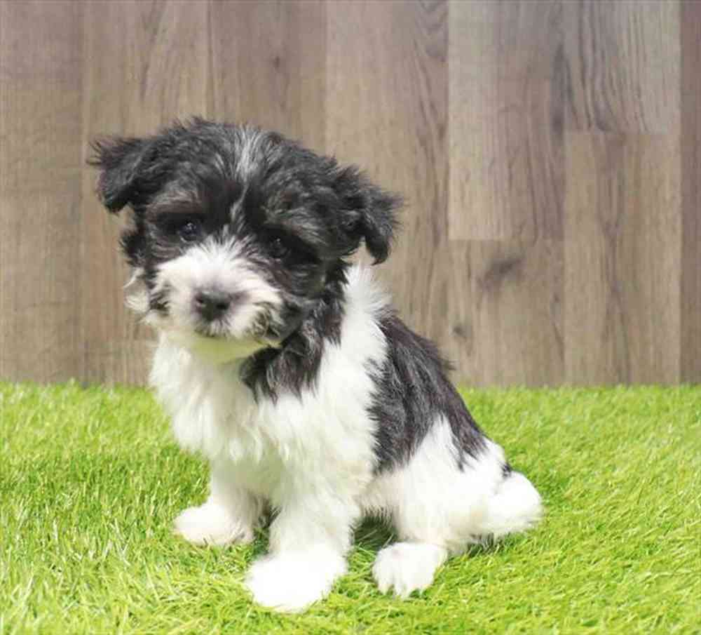 Female Havanese Puppy for Sale in Charlotte, NC