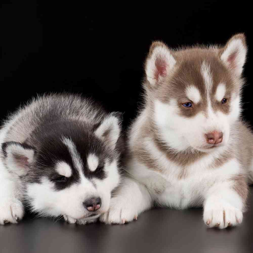 Siberian Husky Puppies for Sale