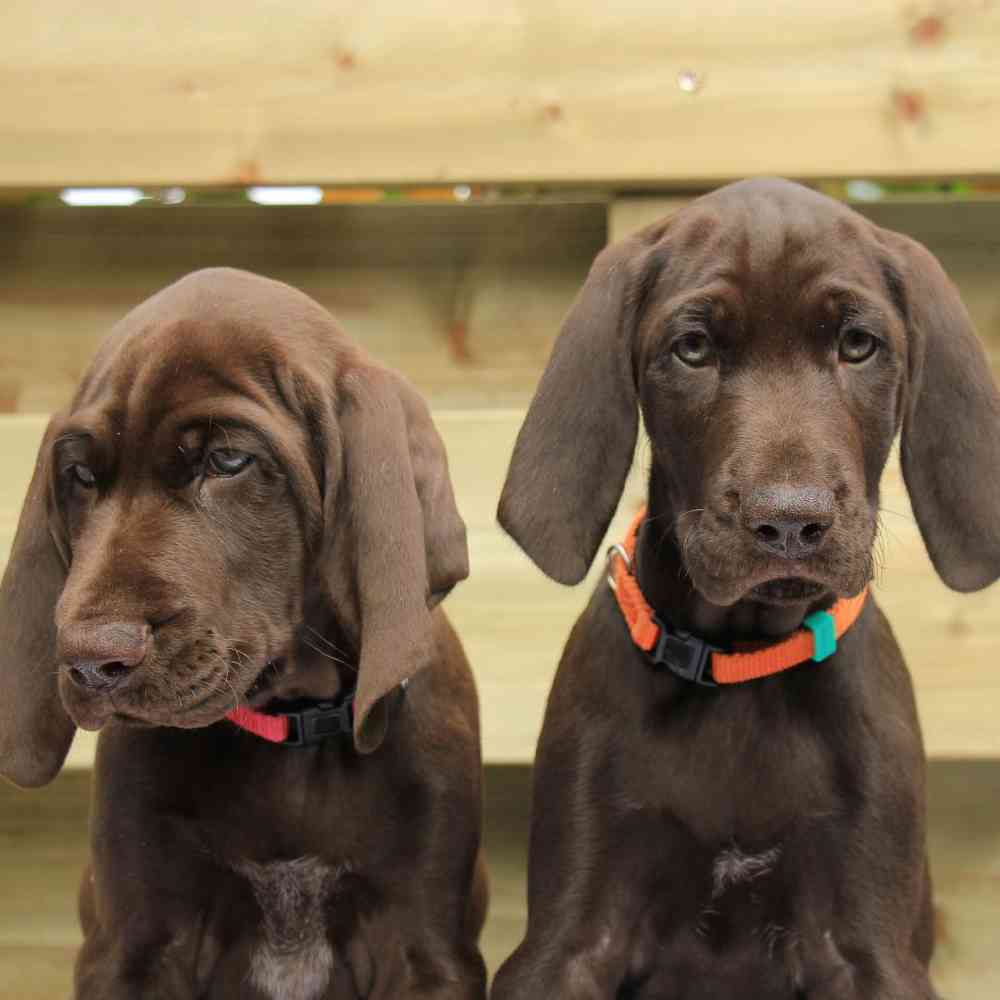 Solid liver german shops shorthaired pointer