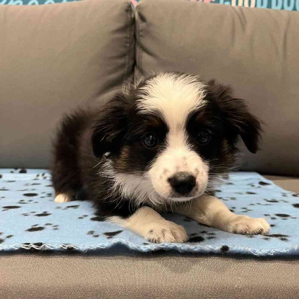 Female Mini Aussie Puppy for Sale in Charlotte, NC