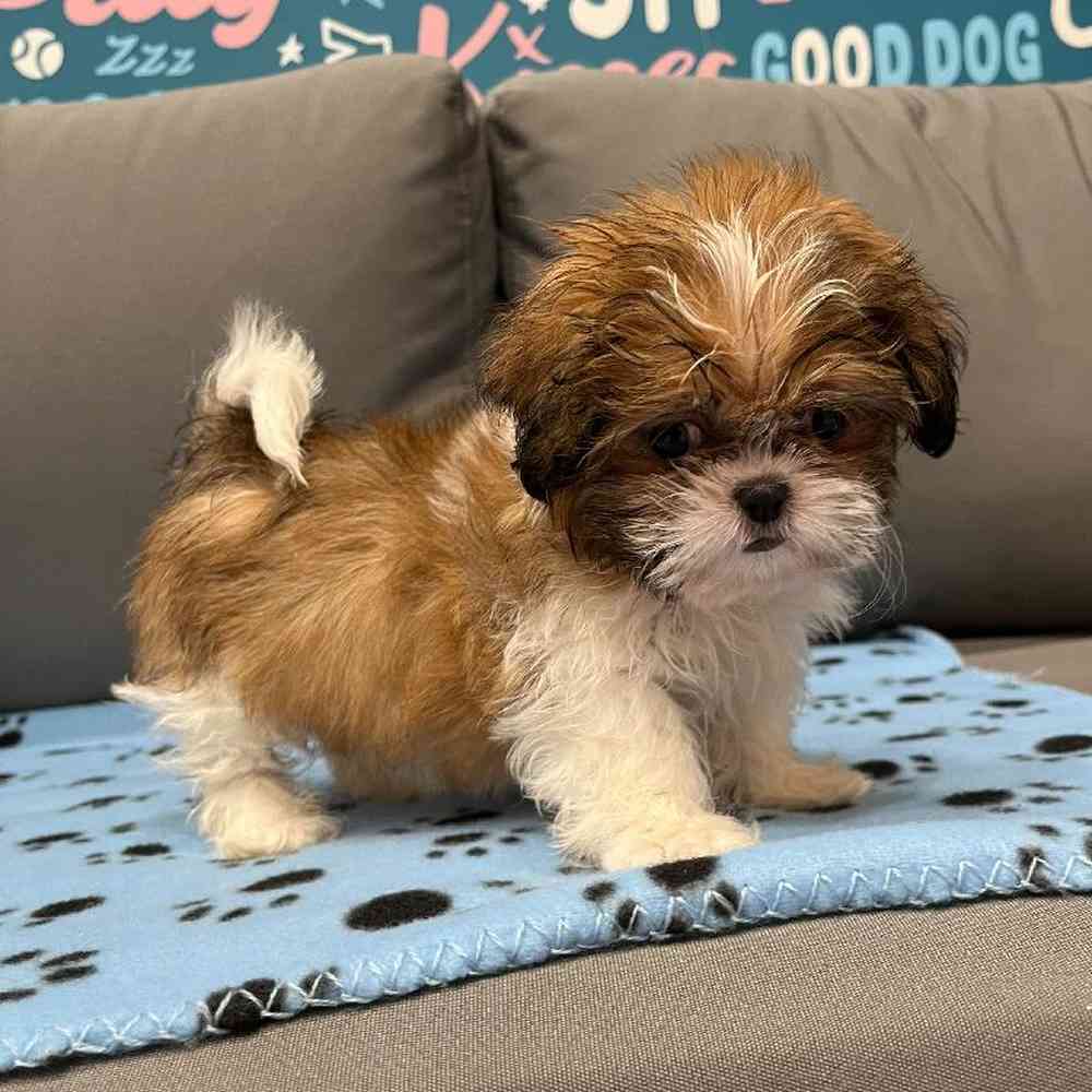 Female Teddy Bear Puppy for Sale in Charlotte, NC