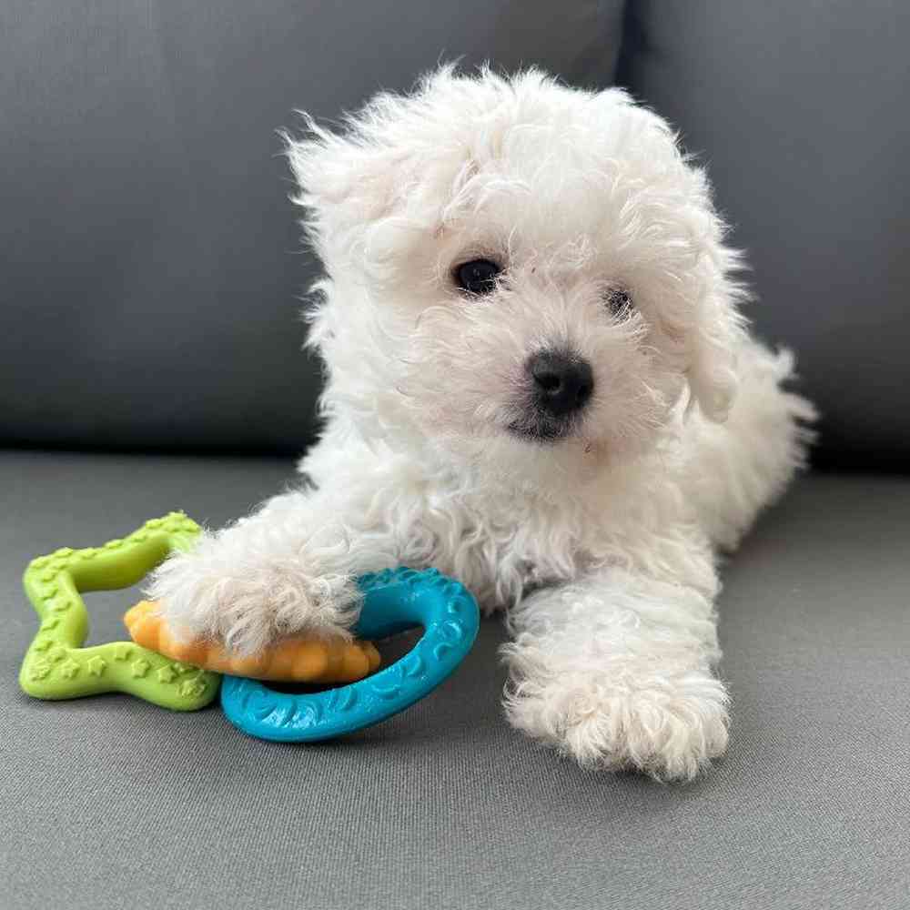 Female Bichon Puppy for Sale in Charlotte, NC