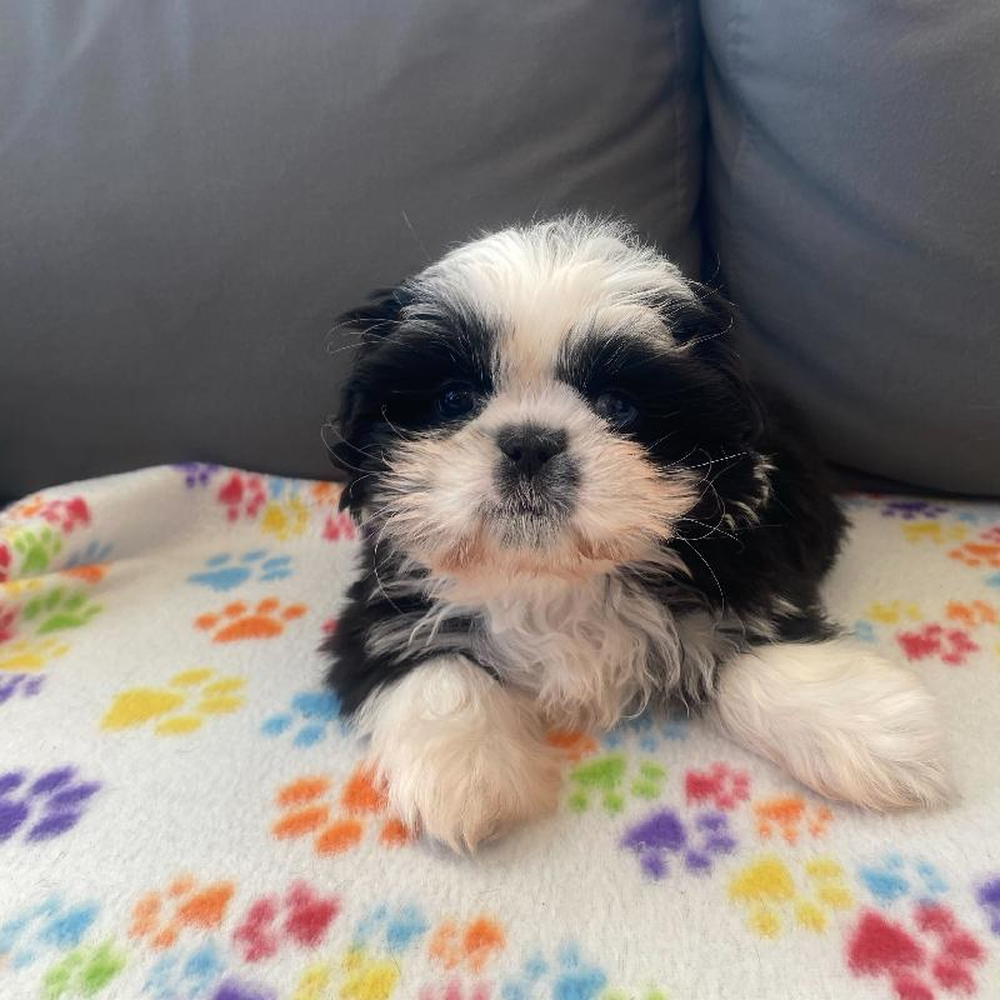 Female Shih Tzu Puppy for Sale in Charlotte, NC